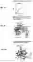 Fig. 02 - DOMINANT NEGATIVE CD40L POLYPEPTIDES