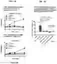 Fig. 14 - DOMINANT NEGATIVE CD40L POLYPEPTIDES