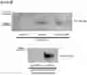 Fig. 04 - A MEMBRANE-BOUND FIT-1 DECOY AND USES THEREOF