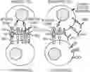 Fig. 01 - ANTIBODY AGENTS DIRECTED AGAINST LYMPHOCYTE ACTIVATION GENE-3 (LAG-3) AND USES THEREOF
