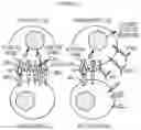 Fig. 02 - ANTIBODY AGENTS DIRECTED AGAINST LYMPHOCYTE ACTIVATION GENE-3 (LAG-3) AND USES THEREOF