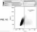 Fig. 03 - ANTI-RABBIT CD19 ANTIBODIES AND METHODS OF USE