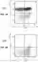 Fig. 04 - ANTI-RABBIT CD19 ANTIBODIES AND METHODS OF USE
