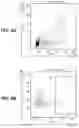 Fig. 11 - ANTI-RABBIT CD19 ANTIBODIES AND METHODS OF USE