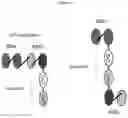 Fig. 02 - MULTISPECIFIC ANTIGEN BINDING PROTEINS