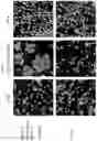 Fig. 05 - MULTISPECIFIC ANTIGEN BINDING PROTEINS