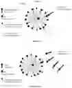 Fig. 02 - METHODS AND COMPOSITIONS TO IMPROVE THE SAFETY AND EFFICACY OF CELLULAR THERAPIES