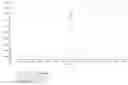 Fig. 03 - Bispecific antibody specifically binding to GPNMB and CD3, and use thereof
