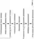 Fig. 03 - Antibodies binding to human CD3 at acidic pH