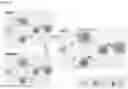Fig. 106 - BISPECIFIC ANTIBODIES THAT BIND PD-L1 AND CD28