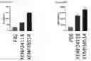 Fig. 113 - BISPECIFIC ANTIBODIES THAT BIND PD-L1 AND CD28