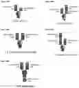 Fig. 36 - BISPECIFIC ANTIBODIES THAT BIND PD-L1 AND CD28