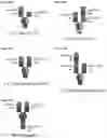 Fig. 37 - BISPECIFIC ANTIBODIES THAT BIND PD-L1 AND CD28