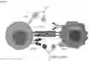 Fig. 53 - BISPECIFIC ANTIBODIES THAT BIND PD-L1 AND CD28