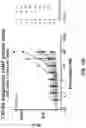 Fig. 15 - METHODS AND COMPOSITIONS RELATING TO CHEMOKINE RECEPTOR VARIANTS