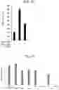 Fig. 12 - Treatment or prevention method of radiation damage by administration of IL-5 receptor alpha chain binding antibody