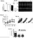 Fig. 04 - CONJUGATES FOR TREATING INFLAMMATORY DISEASE AND IDENTIFICATION OF PATIENTS LIKELY TO BENEFIT FROM SUCH TREATMENT