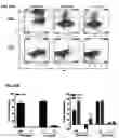 Fig. 24 - CONJUGATES FOR TREATING INFLAMMATORY DISEASE AND IDENTIFICATION OF PATIENTS LIKELY TO BENEFIT FROM SUCH TREATMENT