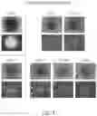 Fig. 05 - CHIMERIC ANTIGEN RECEPTOR COMPRISING INTERLEUKIN-15 INTRACELLULAR DOMAIN AND USES THEREOF