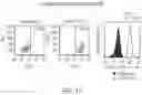 Fig. 19 - CHIMERIC ANTIGEN RECEPTOR COMPRISING INTERLEUKIN-15 INTRACELLULAR DOMAIN AND USES THEREOF