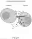 Fig. 29 - CHIMERIC ANTIGEN RECEPTOR COMPRISING INTERLEUKIN-15 INTRACELLULAR DOMAIN AND USES THEREOF