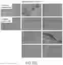 Fig. 46 - CHIMERIC ANTIGEN RECEPTOR COMPRISING INTERLEUKIN-15 INTRACELLULAR DOMAIN AND USES THEREOF
