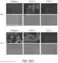 Fig. 52 - CHIMERIC ANTIGEN RECEPTOR COMPRISING INTERLEUKIN-15 INTRACELLULAR DOMAIN AND USES THEREOF