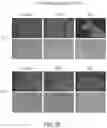 Fig. 53 - CHIMERIC ANTIGEN RECEPTOR COMPRISING INTERLEUKIN-15 INTRACELLULAR DOMAIN AND USES THEREOF