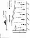Fig. 33 - ANTI-MERTK ANTIBODIES AND THEIR METHODS OF USE
