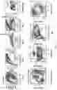 Fig. 42 - ANTI-MERTK ANTIBODIES AND THEIR METHODS OF USE