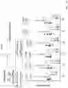 Fig. 52 - ANTI-MERTK ANTIBODIES AND THEIR METHODS OF USE