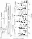 Fig. 60 - ANTI-MERTK ANTIBODIES AND THEIR METHODS OF USE
