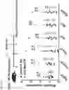 Fig. 68 - ANTI-MERTK ANTIBODIES AND THEIR METHODS OF USE