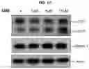Fig. 10 - METHOD FOR TREATING A DEGENERATIVE NEUROLOGICAL DISORDERS COMPRISING ADMINISTERING ASM INHIBITOR