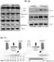 Fig. 19 - METHOD FOR TREATING A DEGENERATIVE NEUROLOGICAL DISORDERS COMPRISING ADMINISTERING ASM INHIBITOR