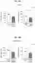 Fig. 43 - METHOD FOR TREATING A DEGENERATIVE NEUROLOGICAL DISORDERS COMPRISING ADMINISTERING ASM INHIBITOR