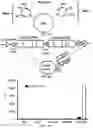 Fig. 02 - ANTIBODIES TO OXIDATION-SPECIFIC EPITOPES