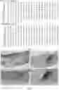 Fig. 05 - ANTIBODIES TO OXIDATION-SPECIFIC EPITOPES