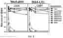 Fig. 06 - ANTIBODIES TO OXIDATION-SPECIFIC EPITOPES