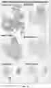 Fig. 23 - ANTIBODIES TO OXIDATION-SPECIFIC EPITOPES