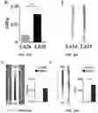 Fig. 26 - ANTIBODIES TO OXIDATION-SPECIFIC EPITOPES
