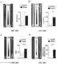 Fig. 27 - ANTIBODIES TO OXIDATION-SPECIFIC EPITOPES