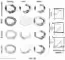 Fig. 28 - ANTIBODIES TO OXIDATION-SPECIFIC EPITOPES