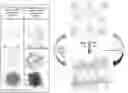 Fig. 01 - Hydrogel composition with thermos-sensitive and ionic reversible properties, carrier, method for preparing and method of use thereof