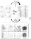 Fig. 02 - Hydrogel composition with thermos-sensitive and ionic reversible properties, carrier, method for preparing and method of use thereof