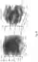 Fig. 09 - Hydrogel composition with thermos-sensitive and ionic reversible properties, carrier, method for preparing and method of use thereof