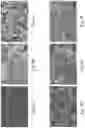 Fig. 13 - Hydrogel composition with thermos-sensitive and ionic reversible properties, carrier, method for preparing and method of use thereof