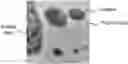 Fig. 01 - BIO-RESIN COMPOSITION, BIO-RESIN COMPOSITE, AND BIO-FOAM MATERIAL