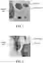 Fig. 02 - BIO-RESIN COMPOSITION, BIO-RESIN COMPOSITE, AND BIO-FOAM MATERIAL