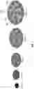 Fig. 02 - Shape-adaptable lost circulation material for moderate and severe loss control